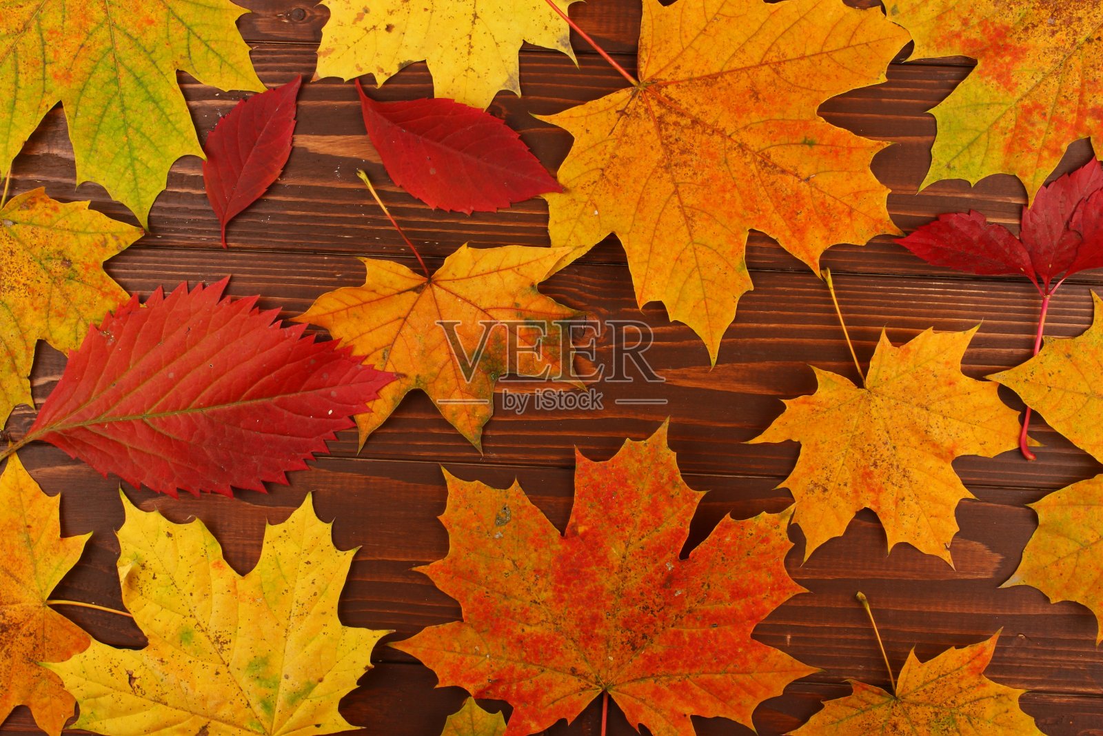 黑板上秋叶的纹理照片摄影图片