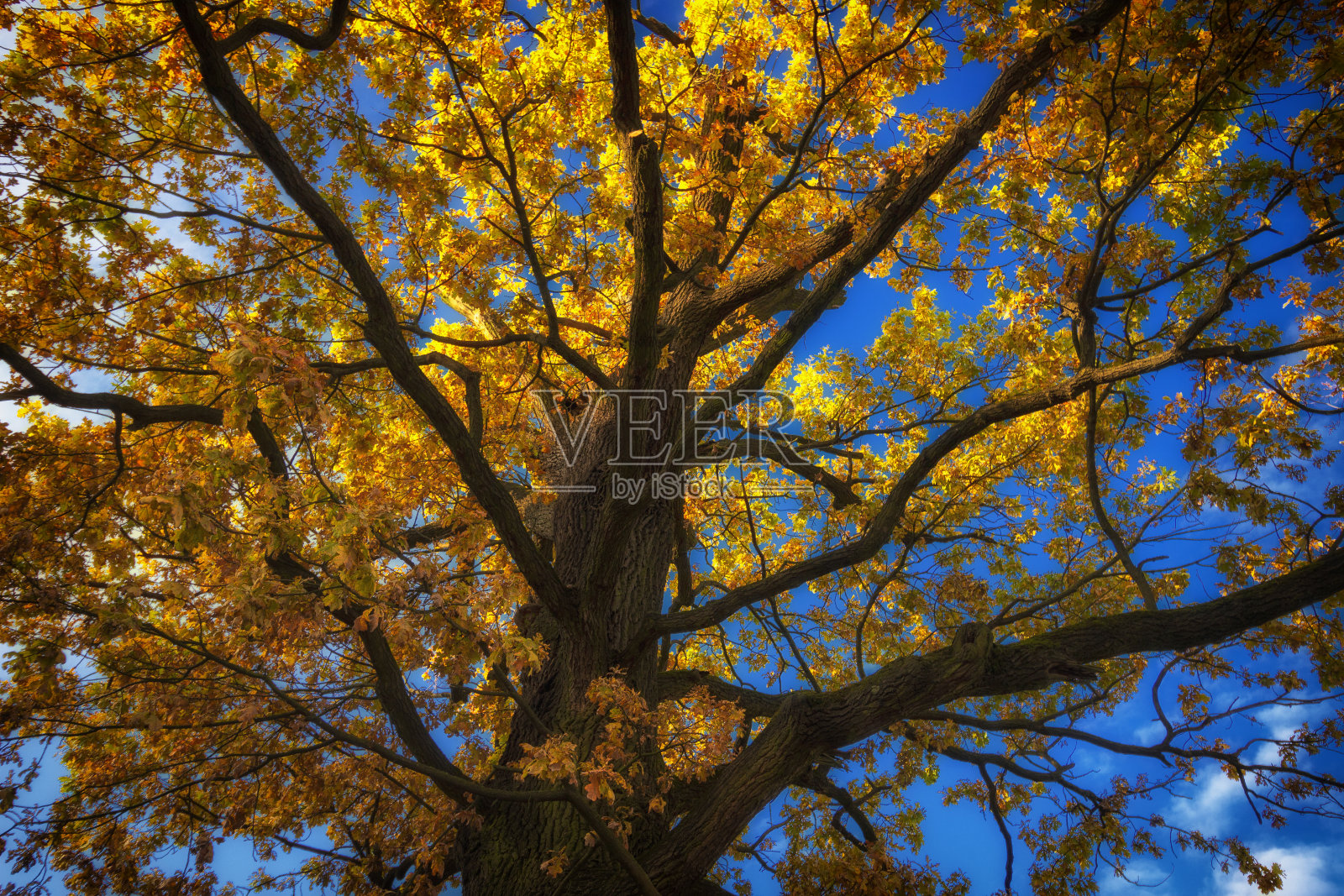 黄色的树冠在秋天从里面照片摄影图片