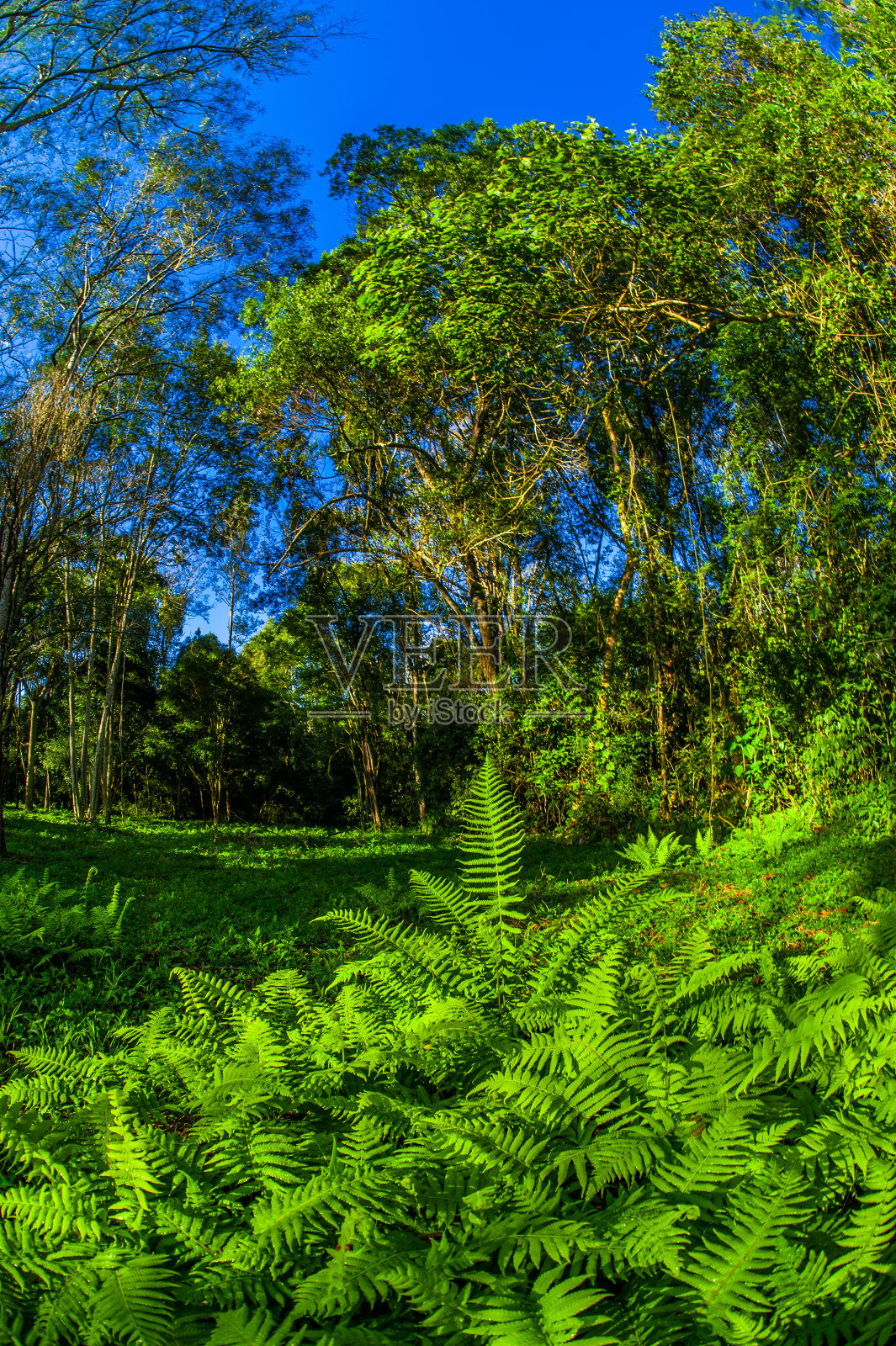 蕨类植物。热带植物、自然和环境。照片摄影图片