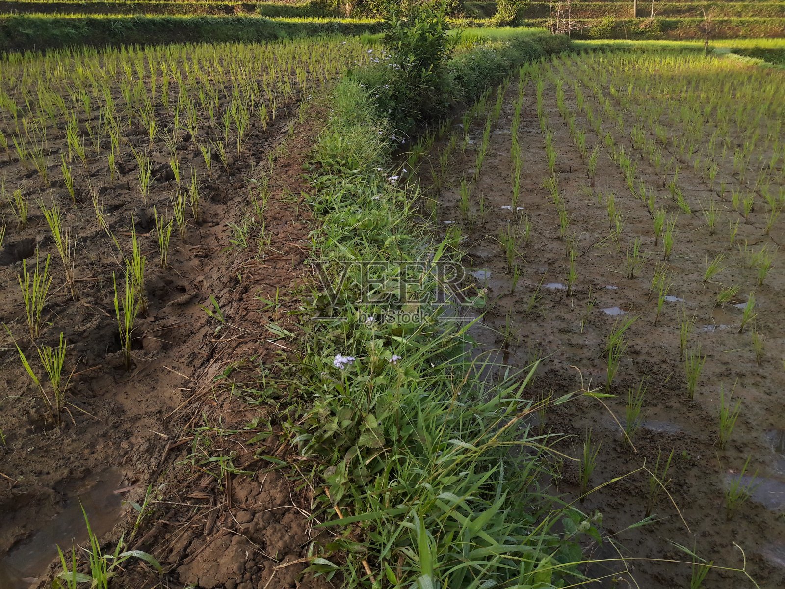 地里长出了新的水稻照片摄影图片
