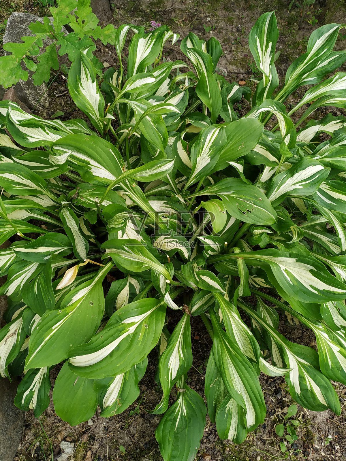 花园里一棵小灌木的绿叶照片摄影图片