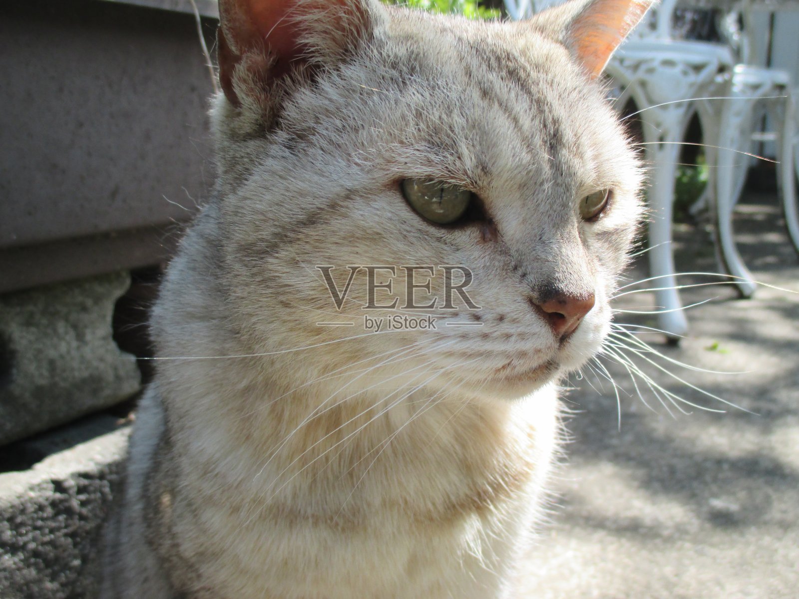 在熊本县麻生市一宫前购物区,一只友好可爱的猫照片摄影图片