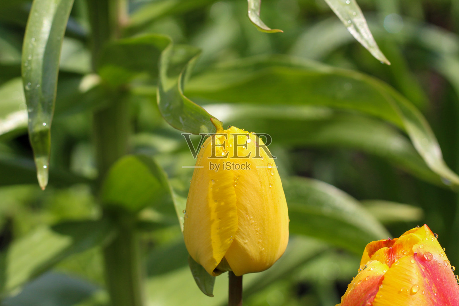 可能会下雨照片摄影图片