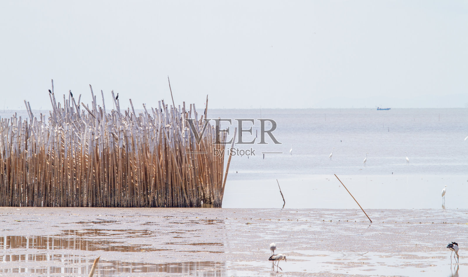 防波堤,用干竹插入泥泞的海滨防止土地消失,用来制造海浪。防止塑料废物流入海洋。红树林的消失和海岸的侵蚀。照片摄影图片