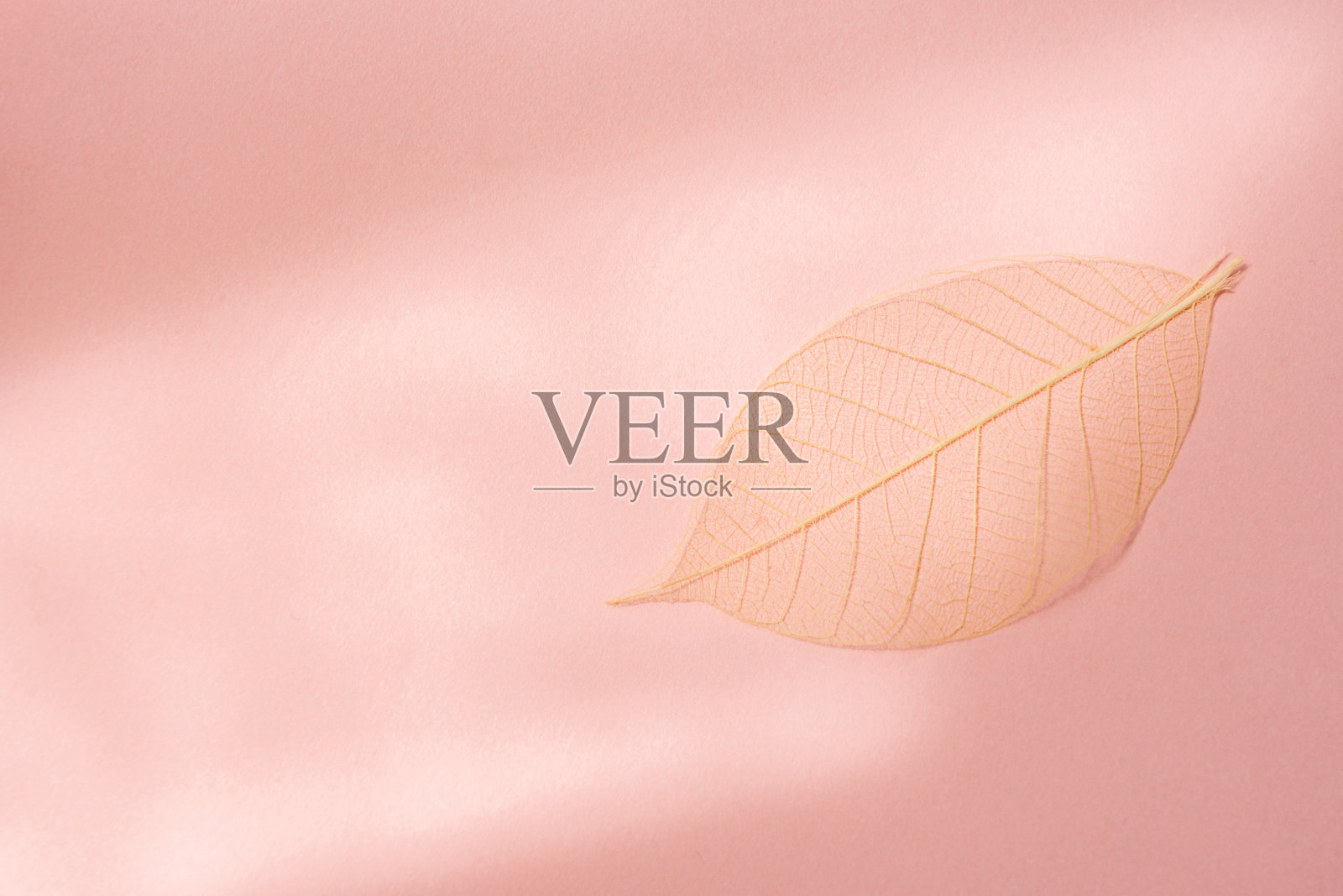 落叶照片摄影图片