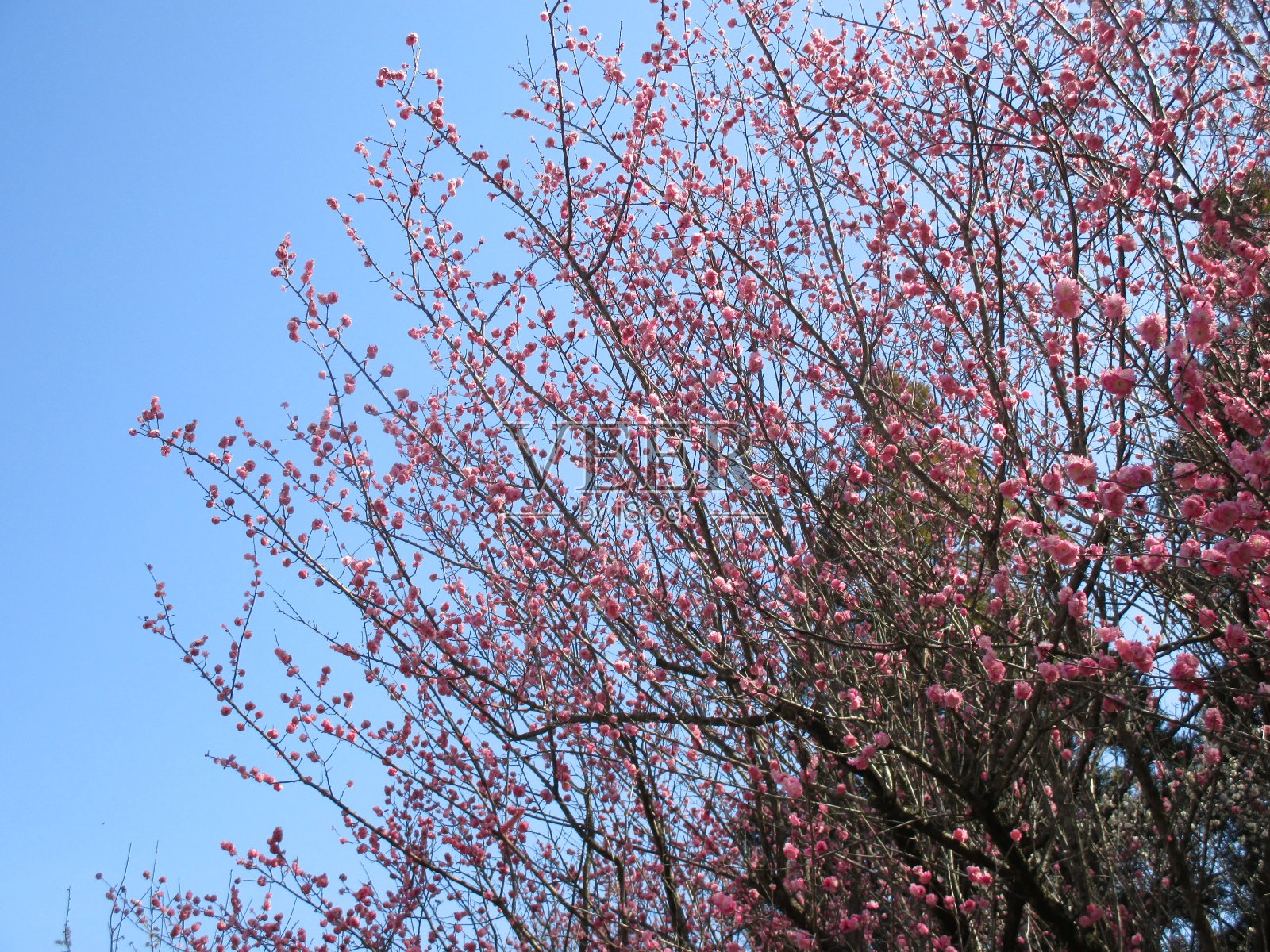 梅花的盛开预示着日本春天的到来照片摄影图片