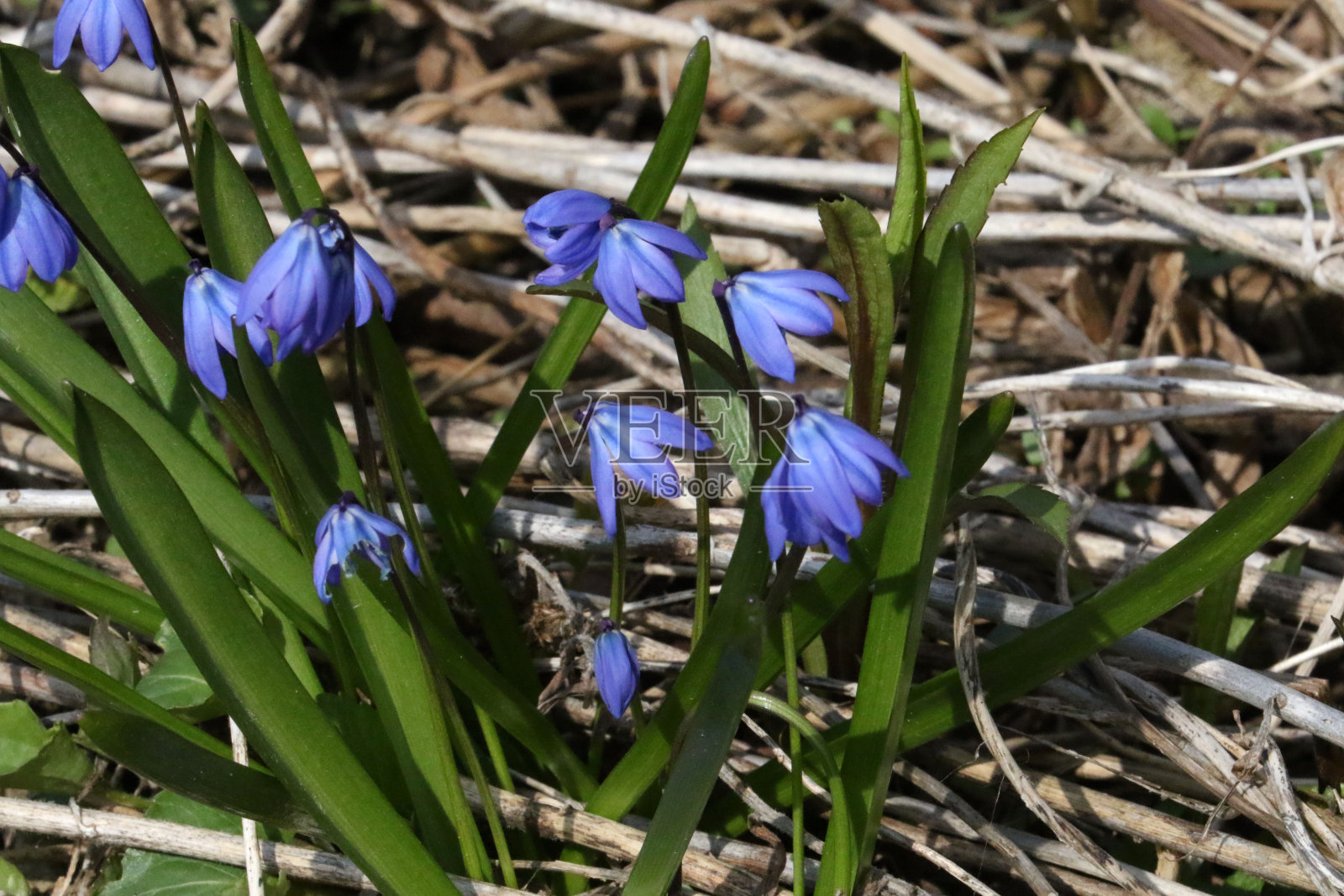 蓝色的野花生长在森林里照片摄影图片