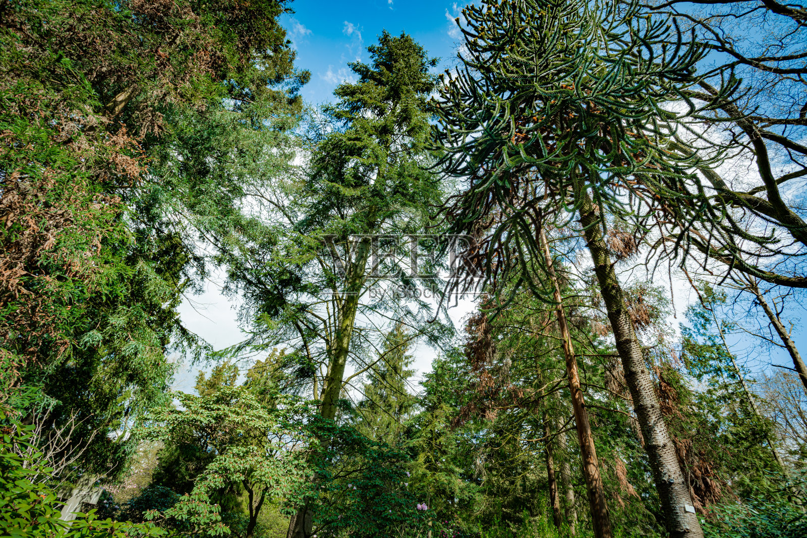 深绿色的森林景观。野生森林照片摄影图片