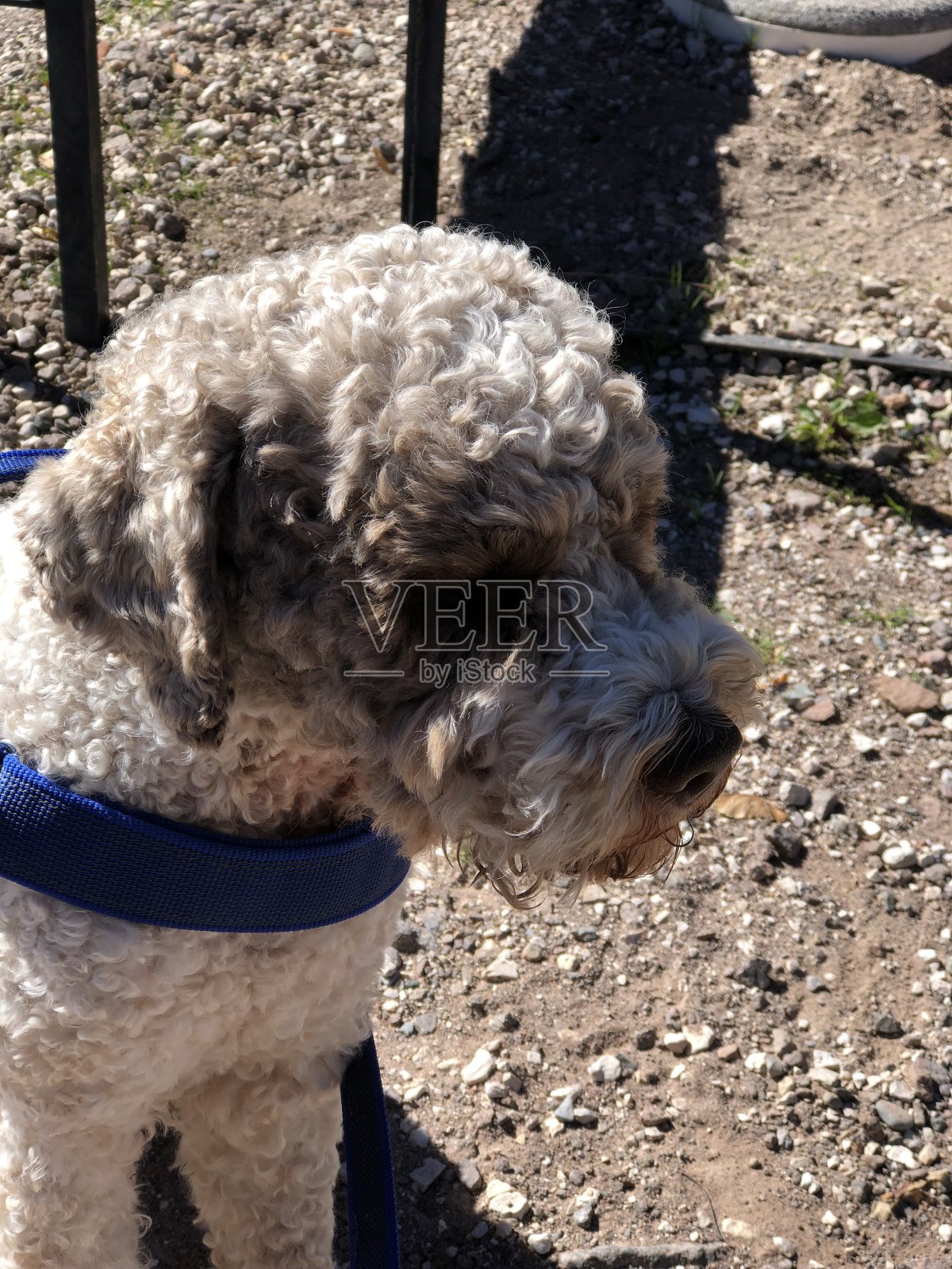 罗马诺洛狗的肖像照片摄影图片