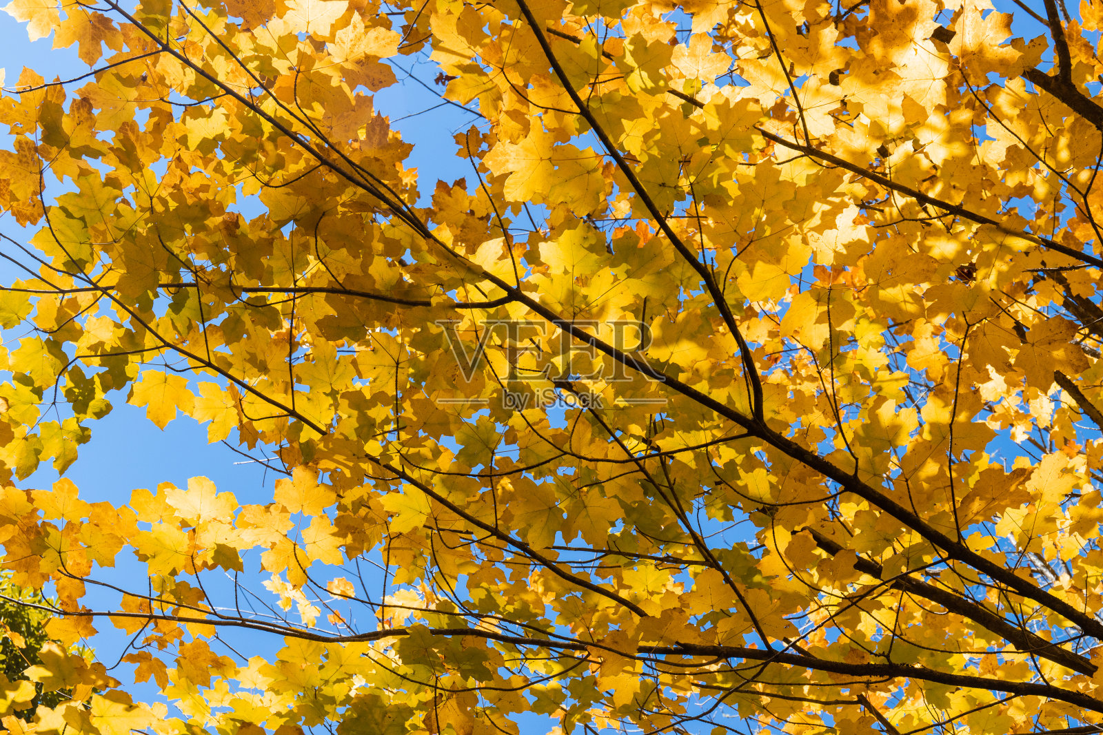 黄色的叶子照片摄影图片