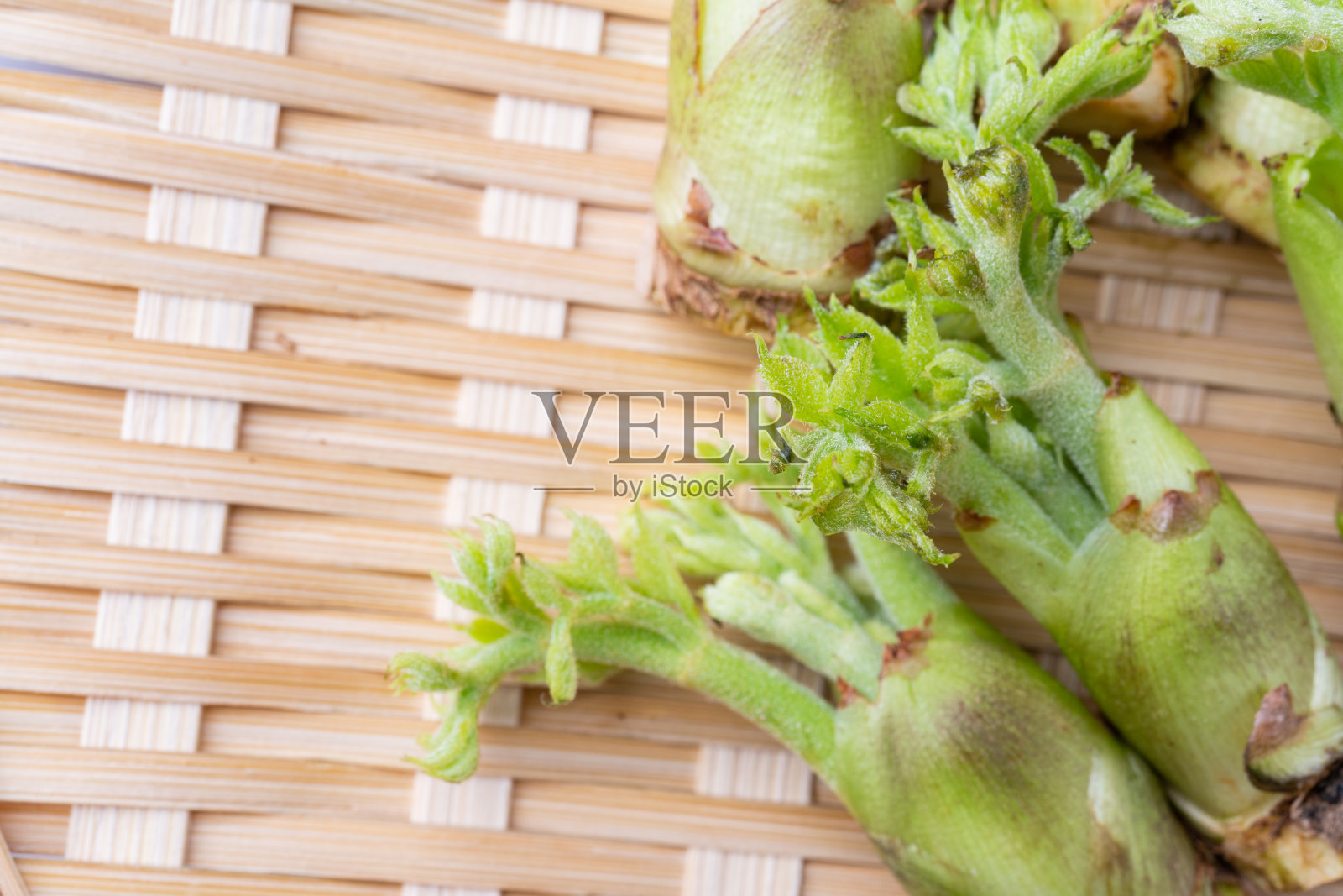 白芷,当归照片摄影图片