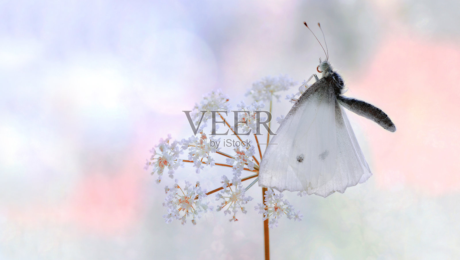 一只白色的蝴蝶在野花上照片摄影图片