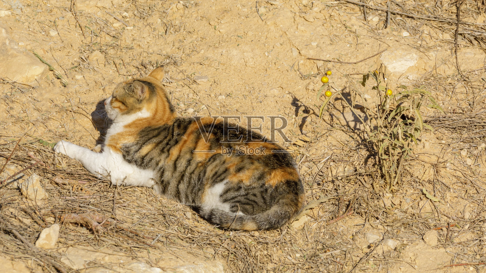 阳光下睡觉的斑点猫照片摄影图片