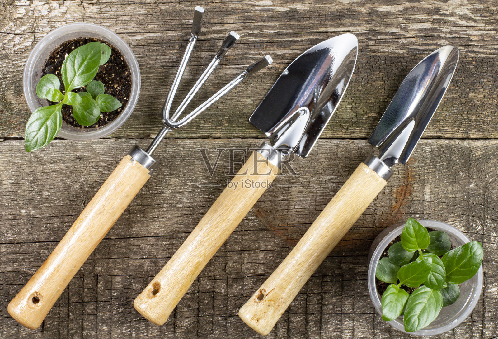 园艺工具和树苗放在一张旧木桌上,俯视图。照片摄影图片