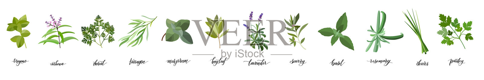 香草和香料一大堆图标素材