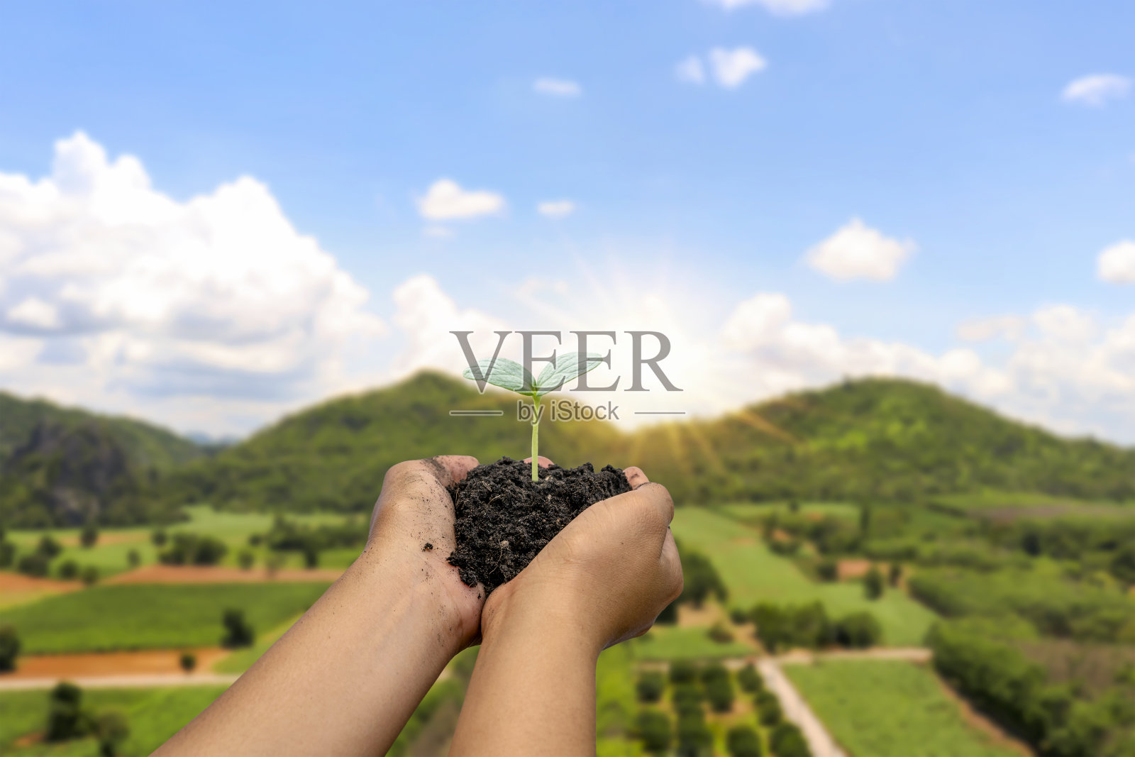 树木在人的手中种植在地面上,以自然的绿色为背景,植物生长和环保的理念。照片摄影图片