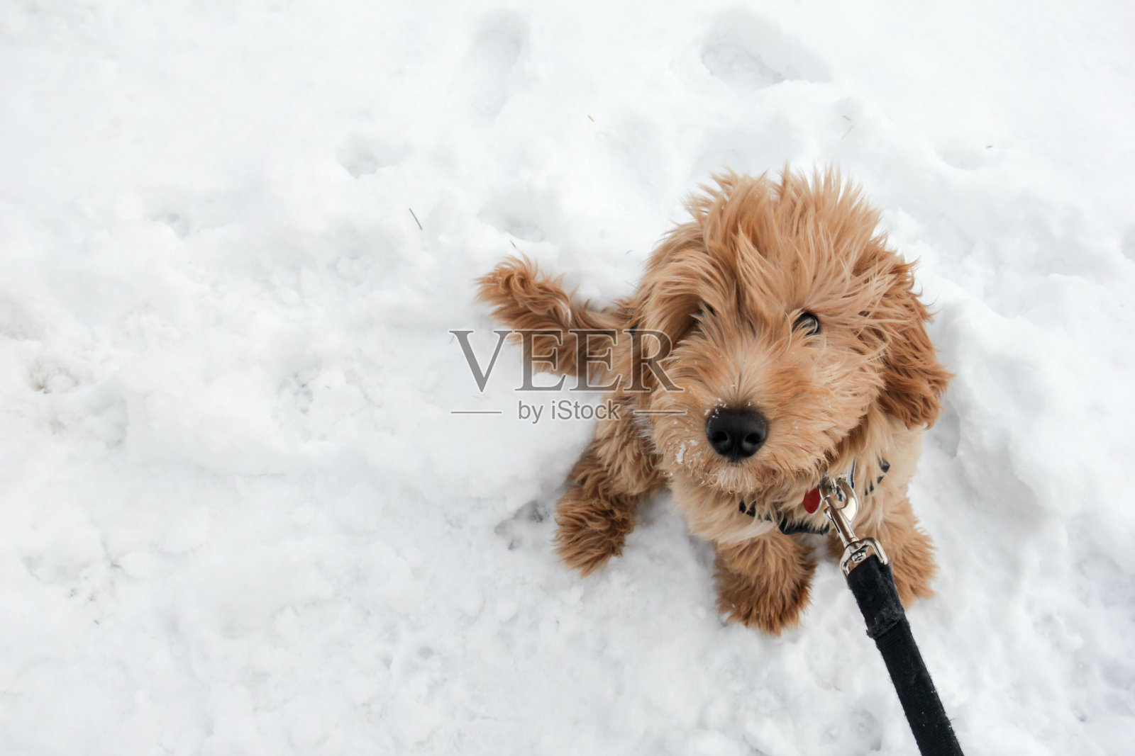 雪地里的狗照片摄影图片