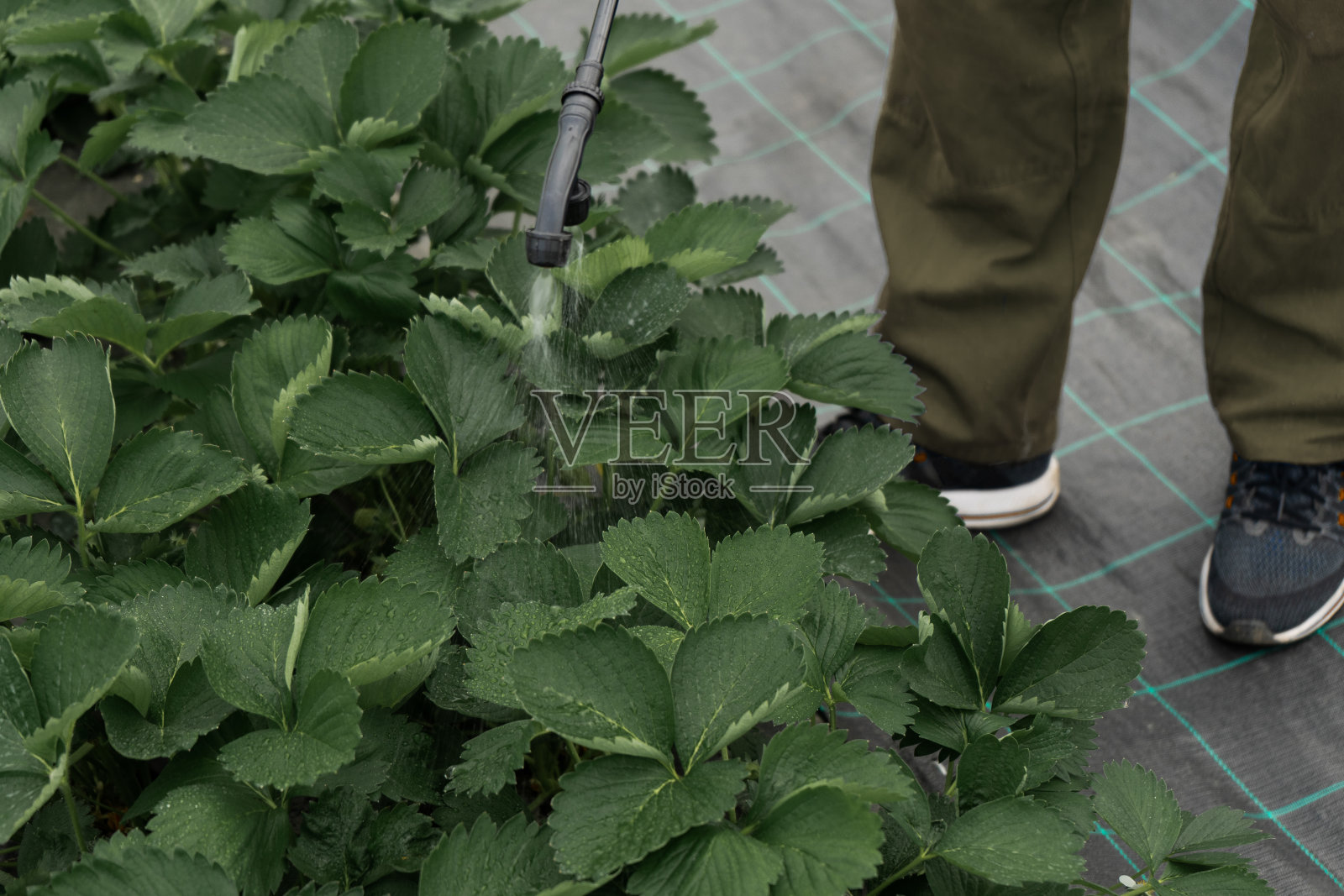 草莓种植园照片摄影图片