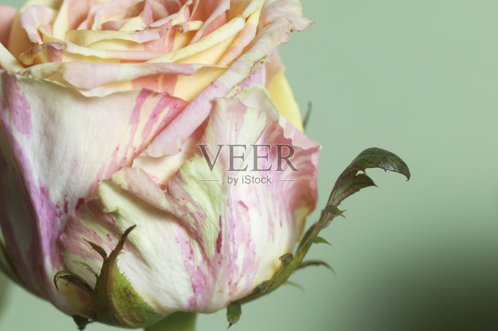 玫瑰花碎片微距拍摄照片摄影图片