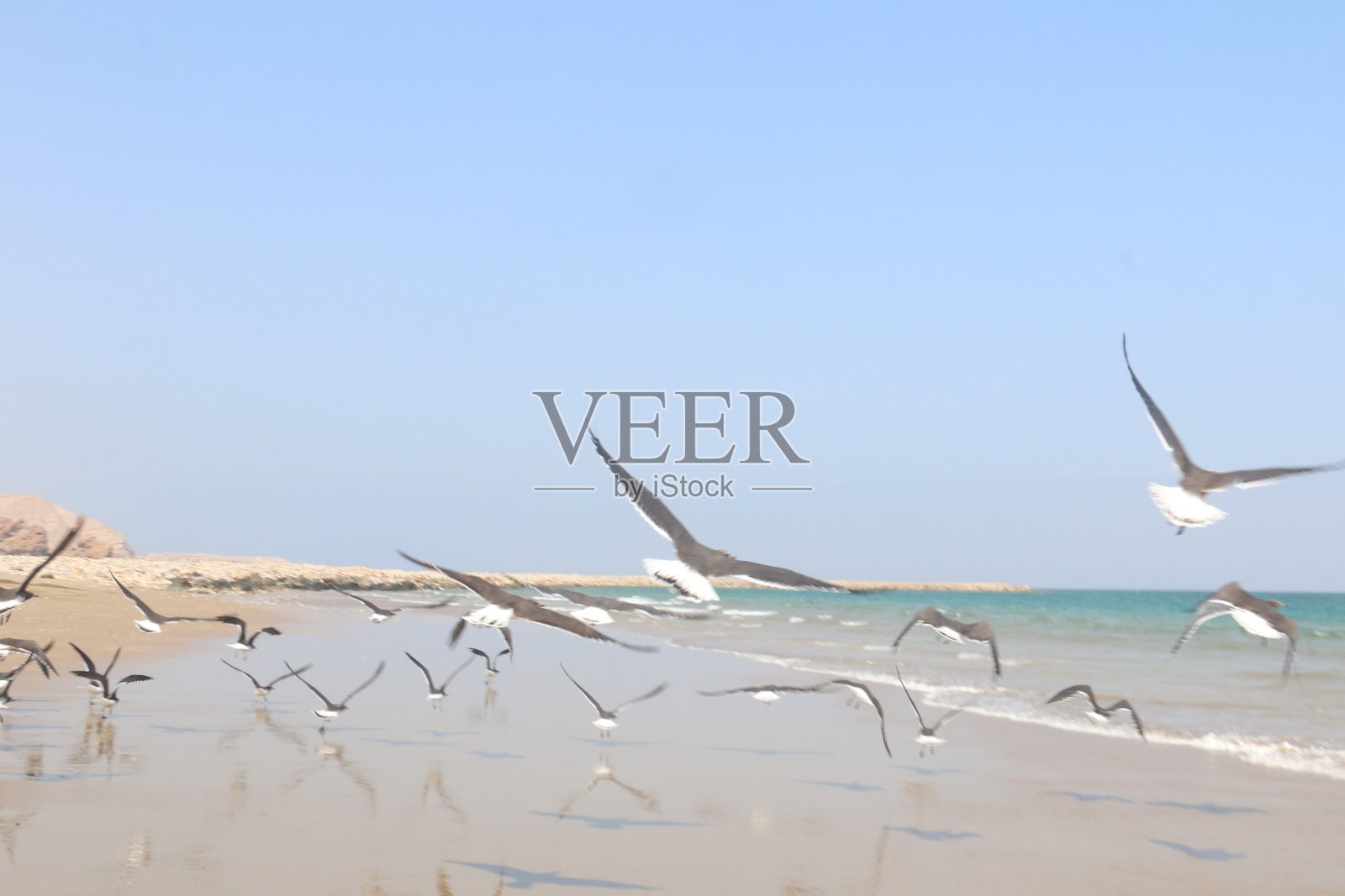 阿曼的海鸥照片摄影图片