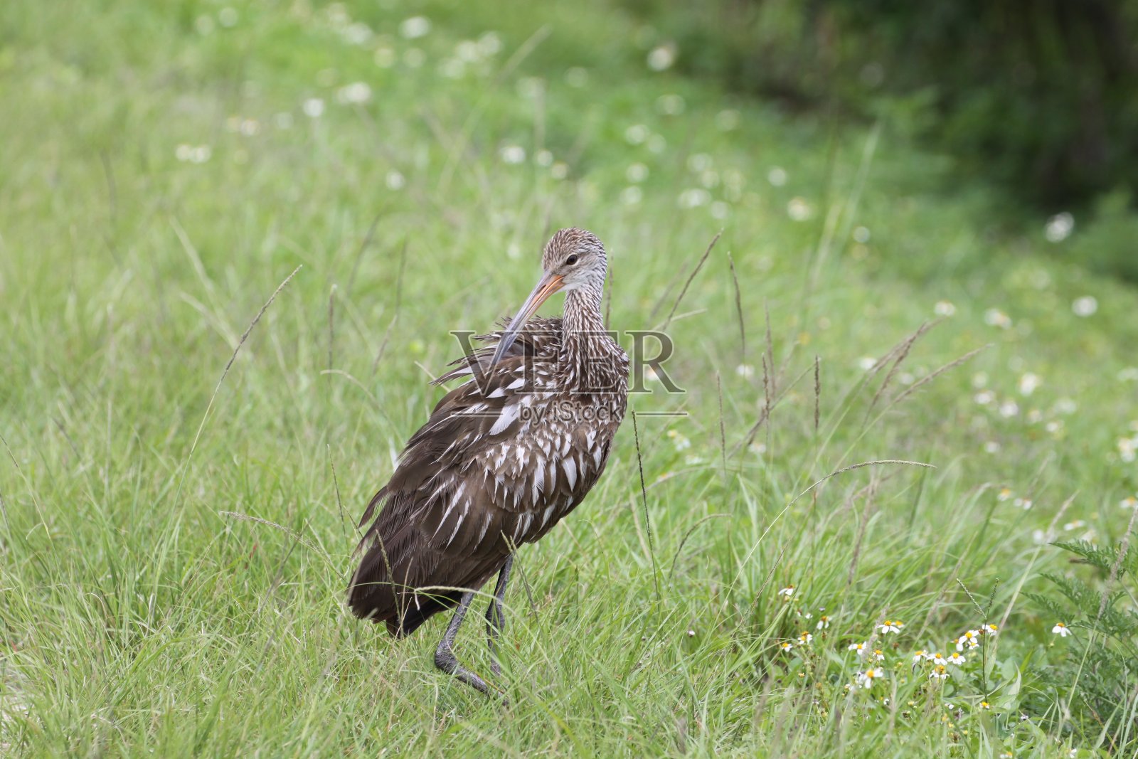 2021年5月1日,在佛罗里达州布里瓦德县的维埃拉湿地散步照片摄影图片