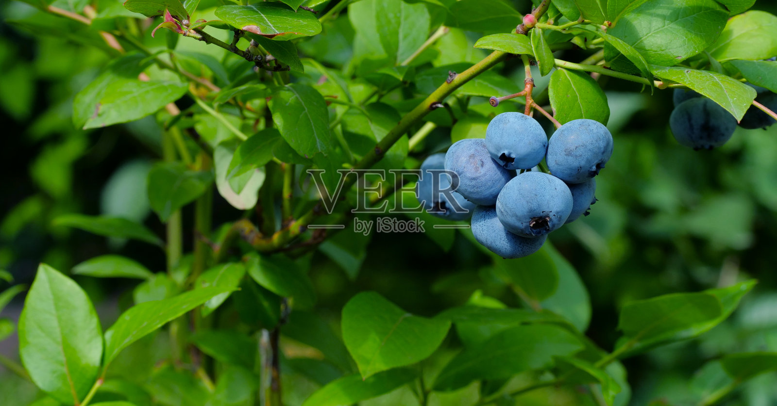 灌木丛里美味的成熟蓝莓。绿色背景上的蓝色浆果照片摄影图片