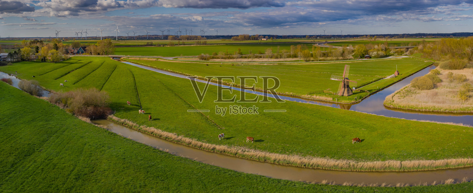 全景鸟瞰图农业田园风光与奶牛,风车。历史悠久的水斗磨和自然农业景观,Wilstermarsch,石勒苏益格-荷尔斯泰因,德国。照片摄影图片
