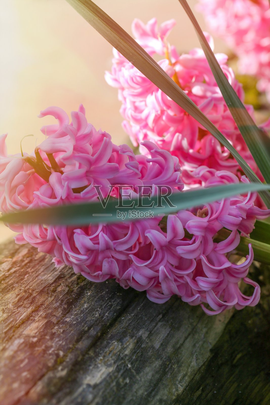 风信子照片摄影图片