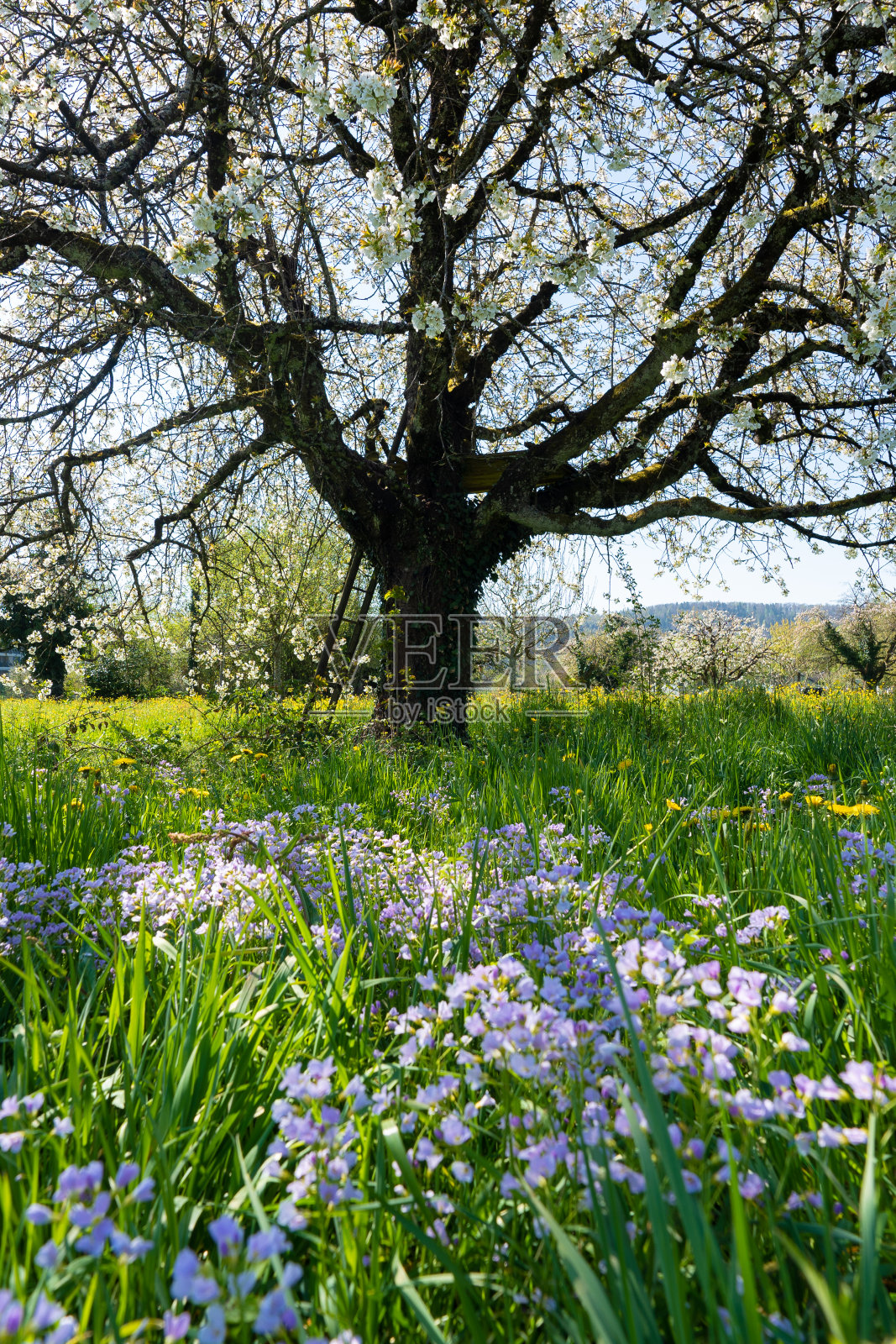 高角度的大樱桃树在白色的花与五月花照片摄影图片