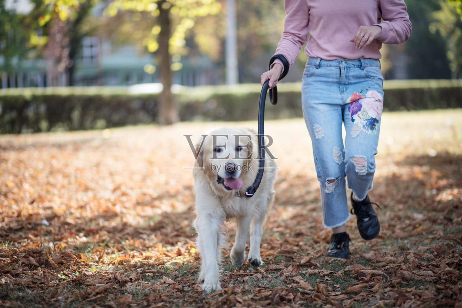 在公园里遛狗的女人。照片摄影图片