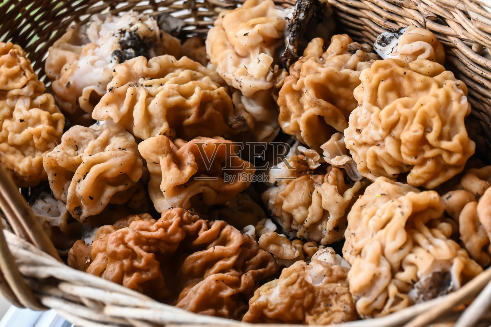 蘑菇针。照片摄影图片