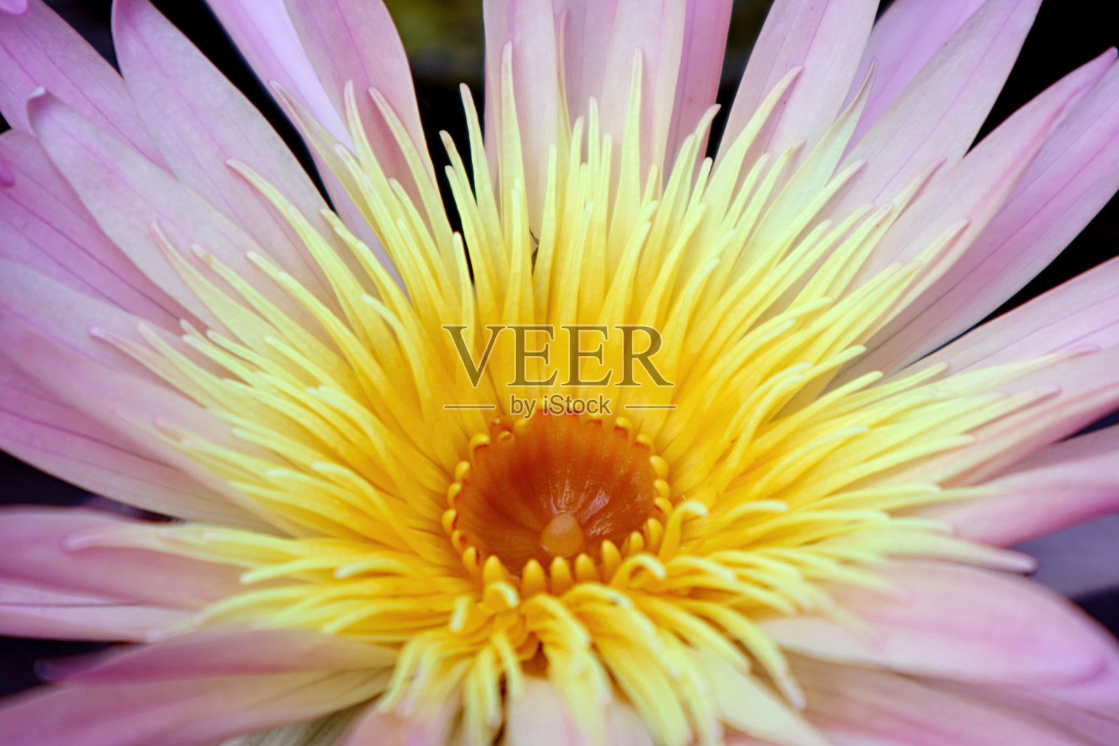 一个美丽的粉彩花瓣和充满活力的黄色盛开的睡莲的特写照片摄影图片