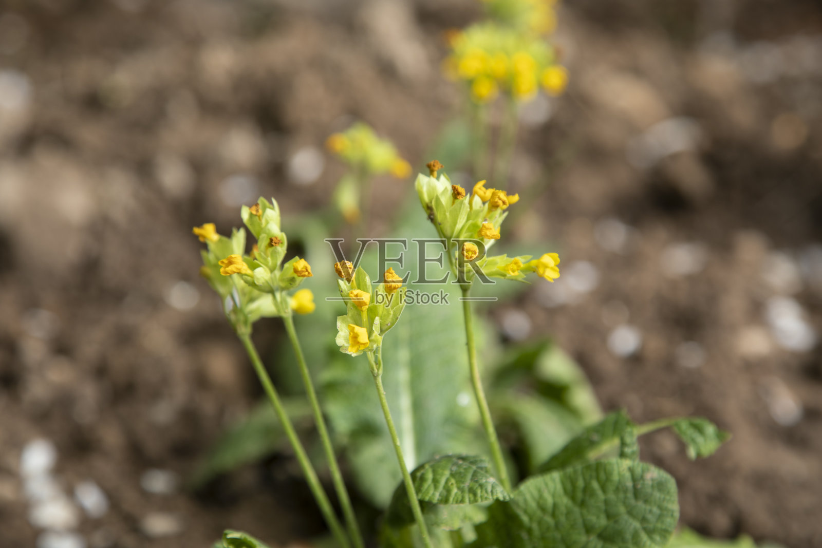 花园里的黄花照片摄影图片