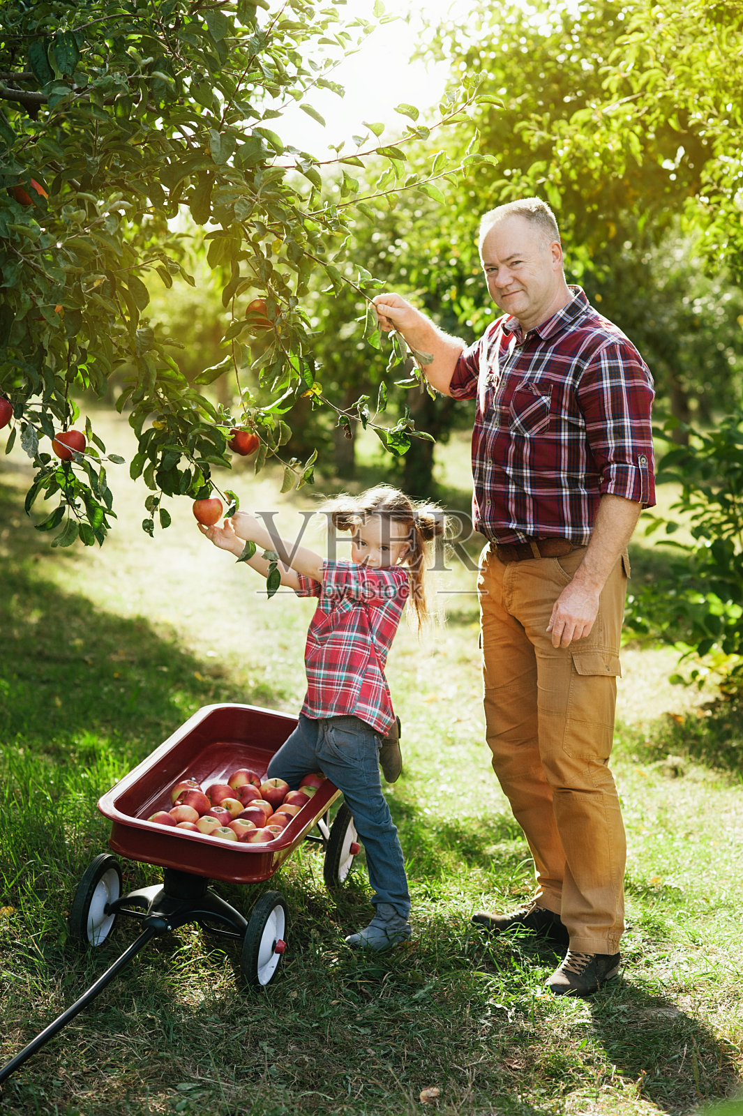 祖父和孙女在苹果园里和苹果在一起。多代家庭在公园享受。照片摄影图片
