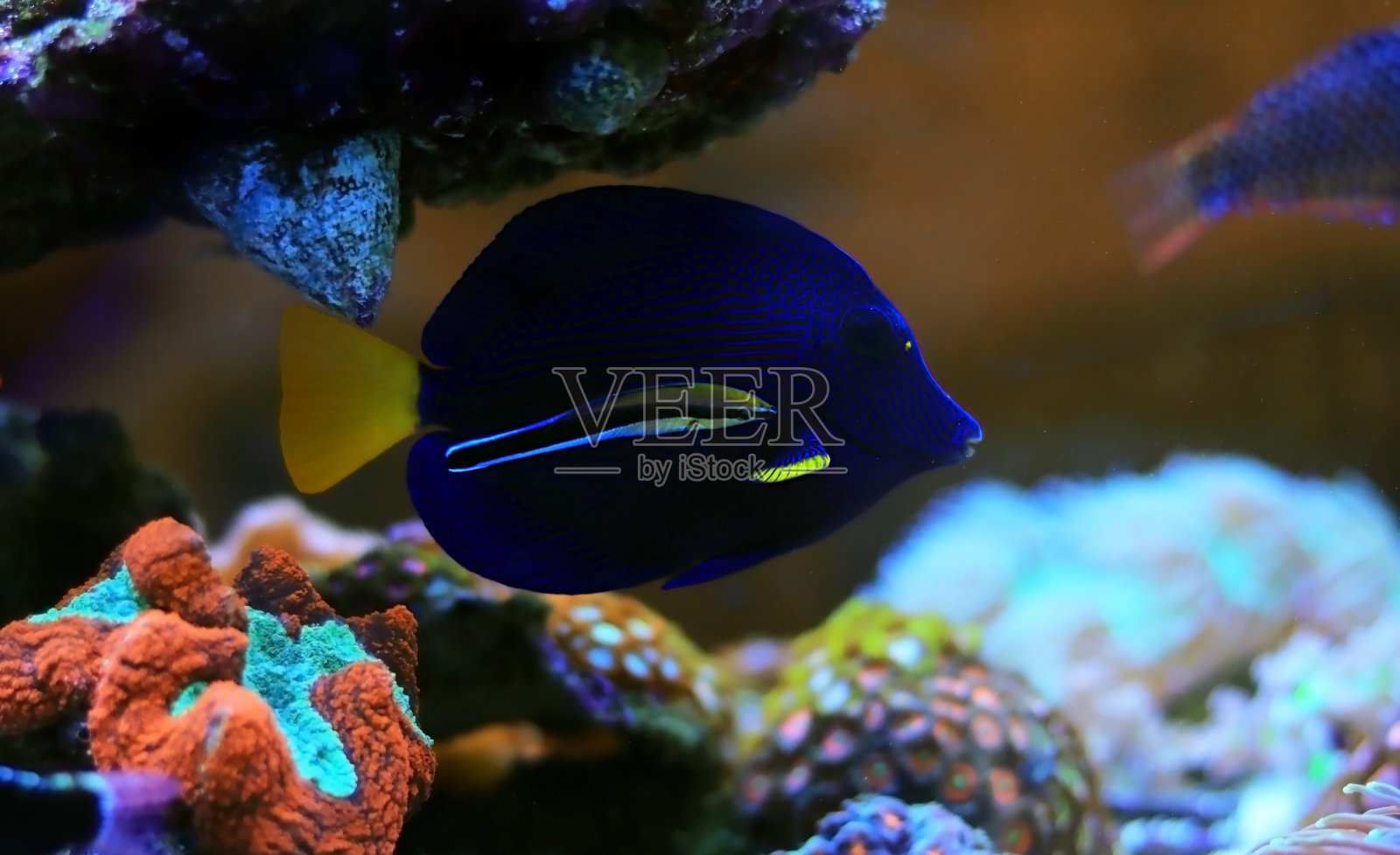 蓝条纹清洁濑鱼-二中唇鱼照片摄影图片