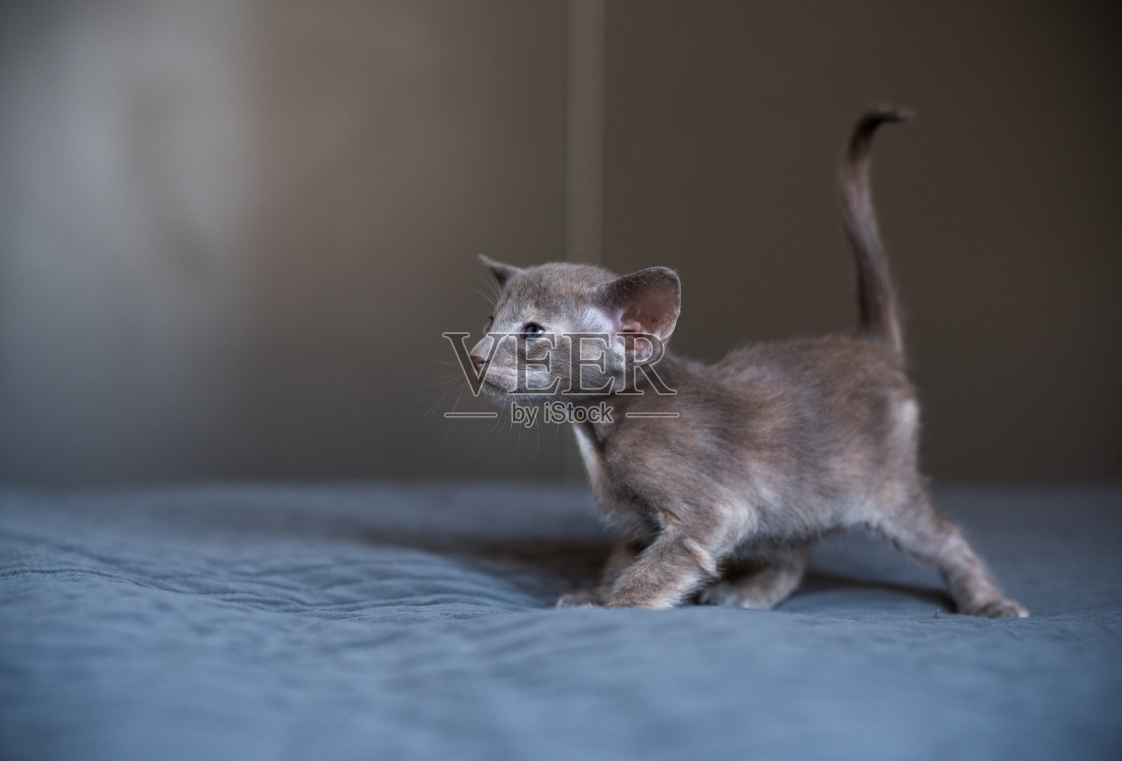 深色的小东方猫在床上照片摄影图片