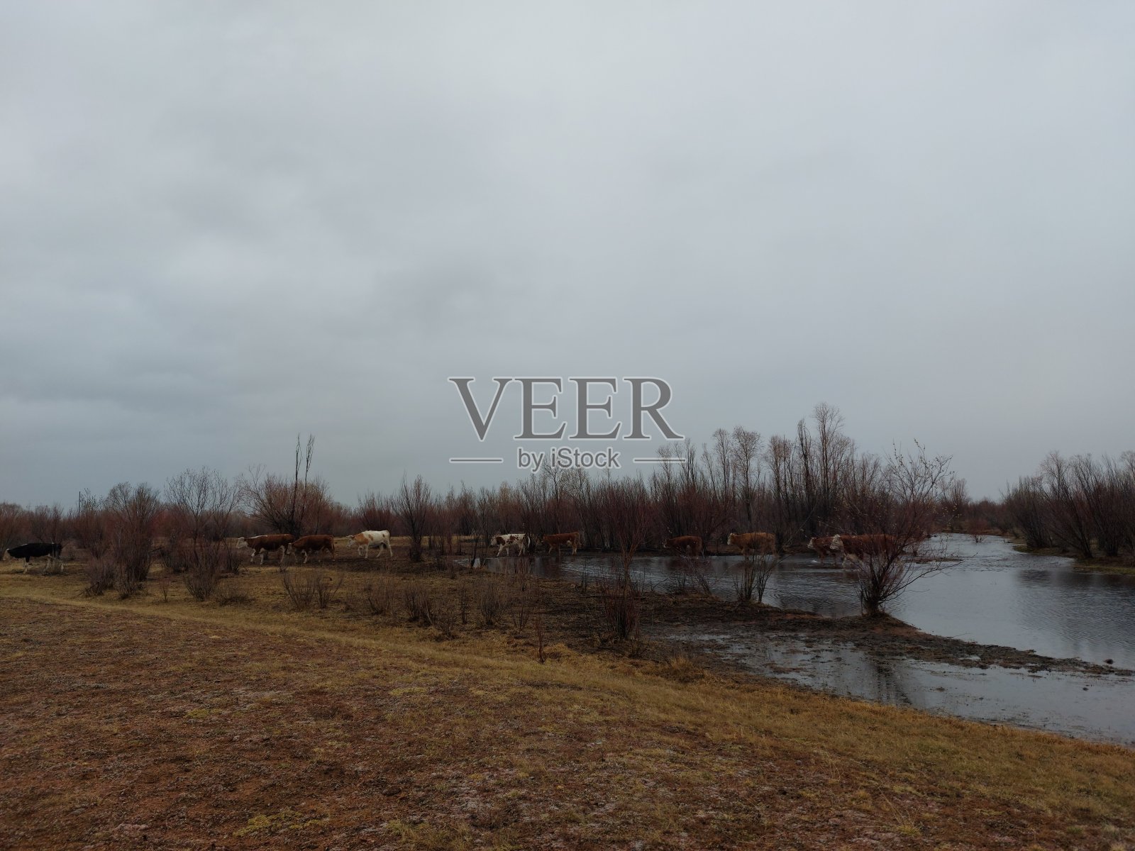 雨天,一群牛过河照片摄影图片