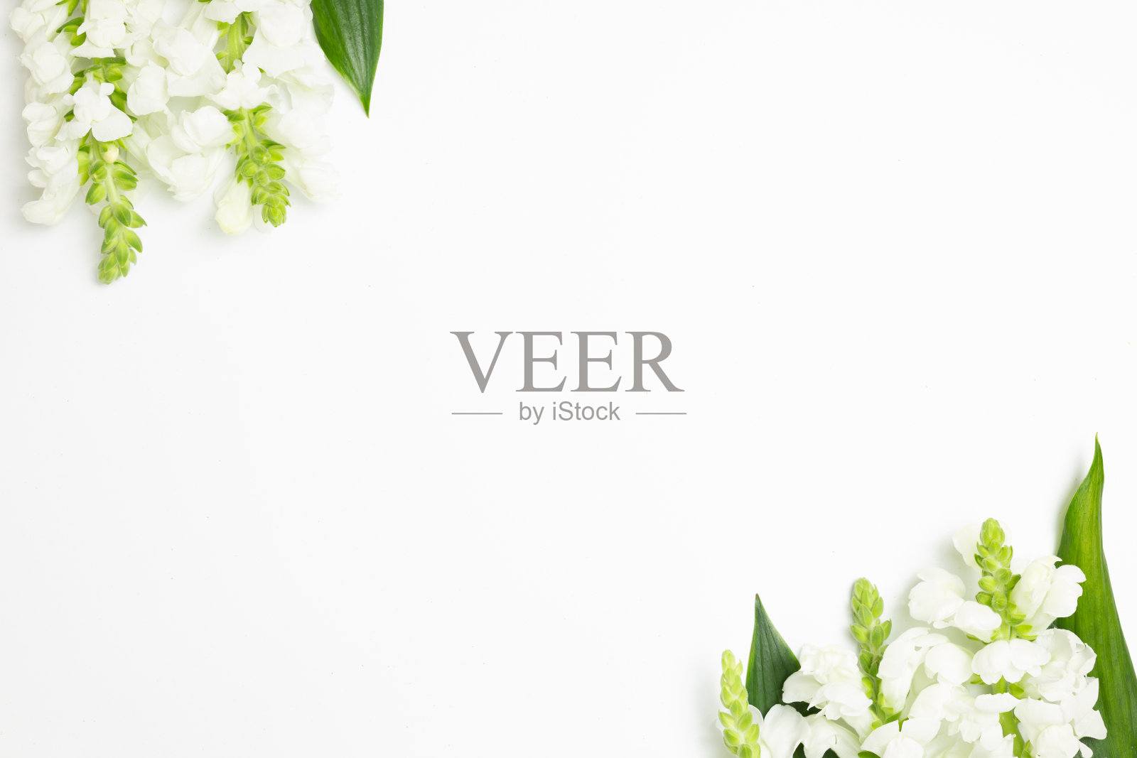 白色的金鱼花在白色的背景上。平铺,俯视图,拷贝空间照片摄影图片