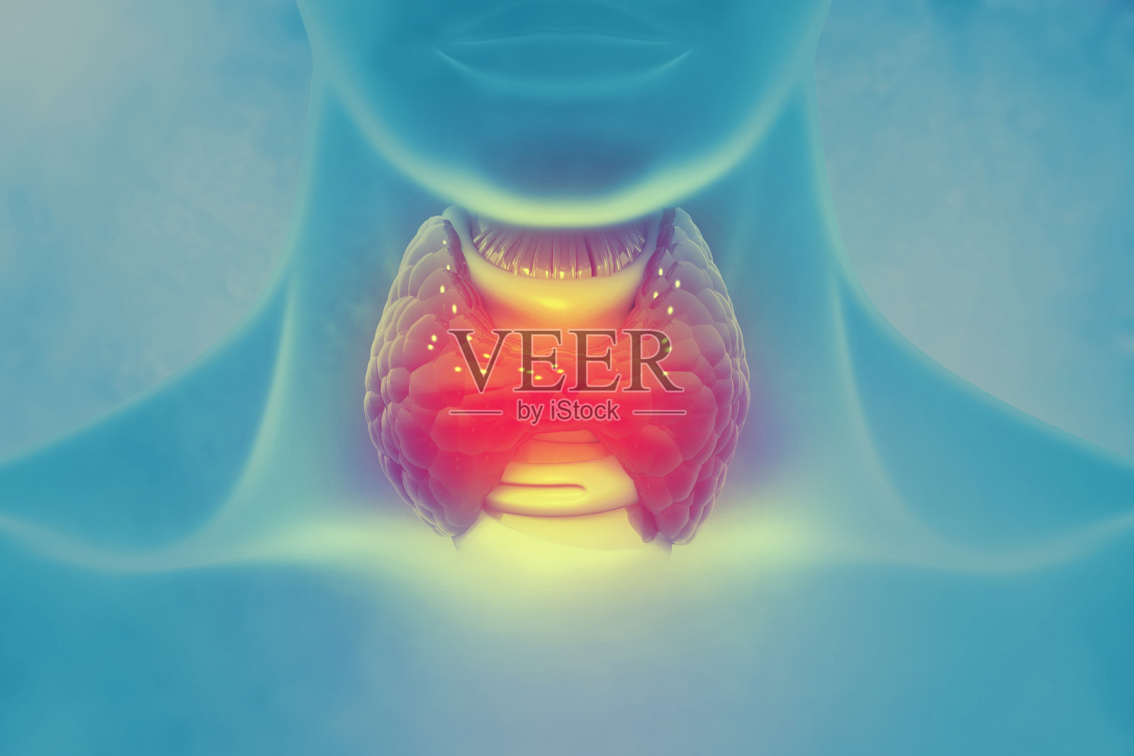 甲状腺的科学背景。三维演示照片摄影图片