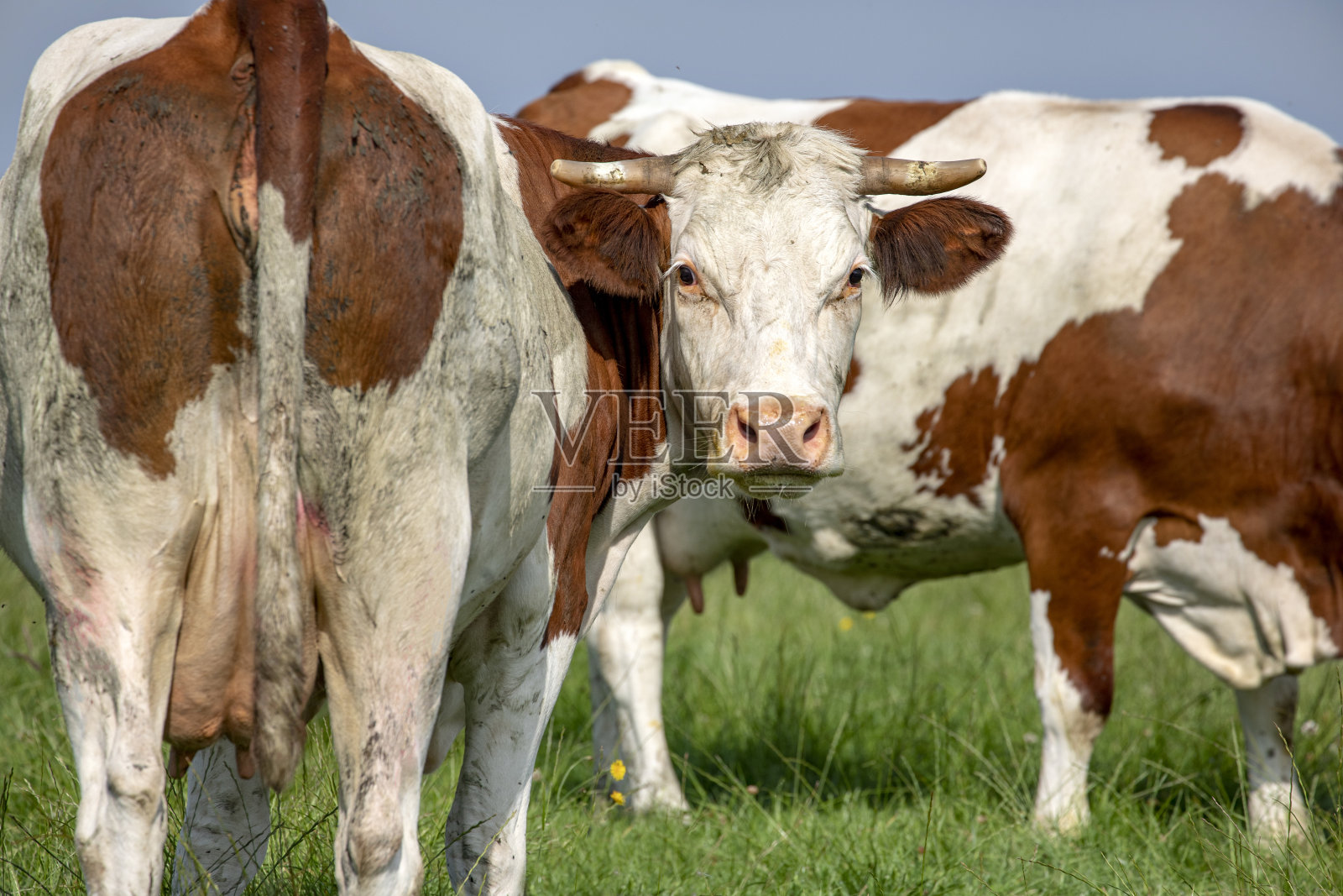 厚脸皮的奶牛从后面向后看,在蓝天下露出自己的乳房。照片摄影图片