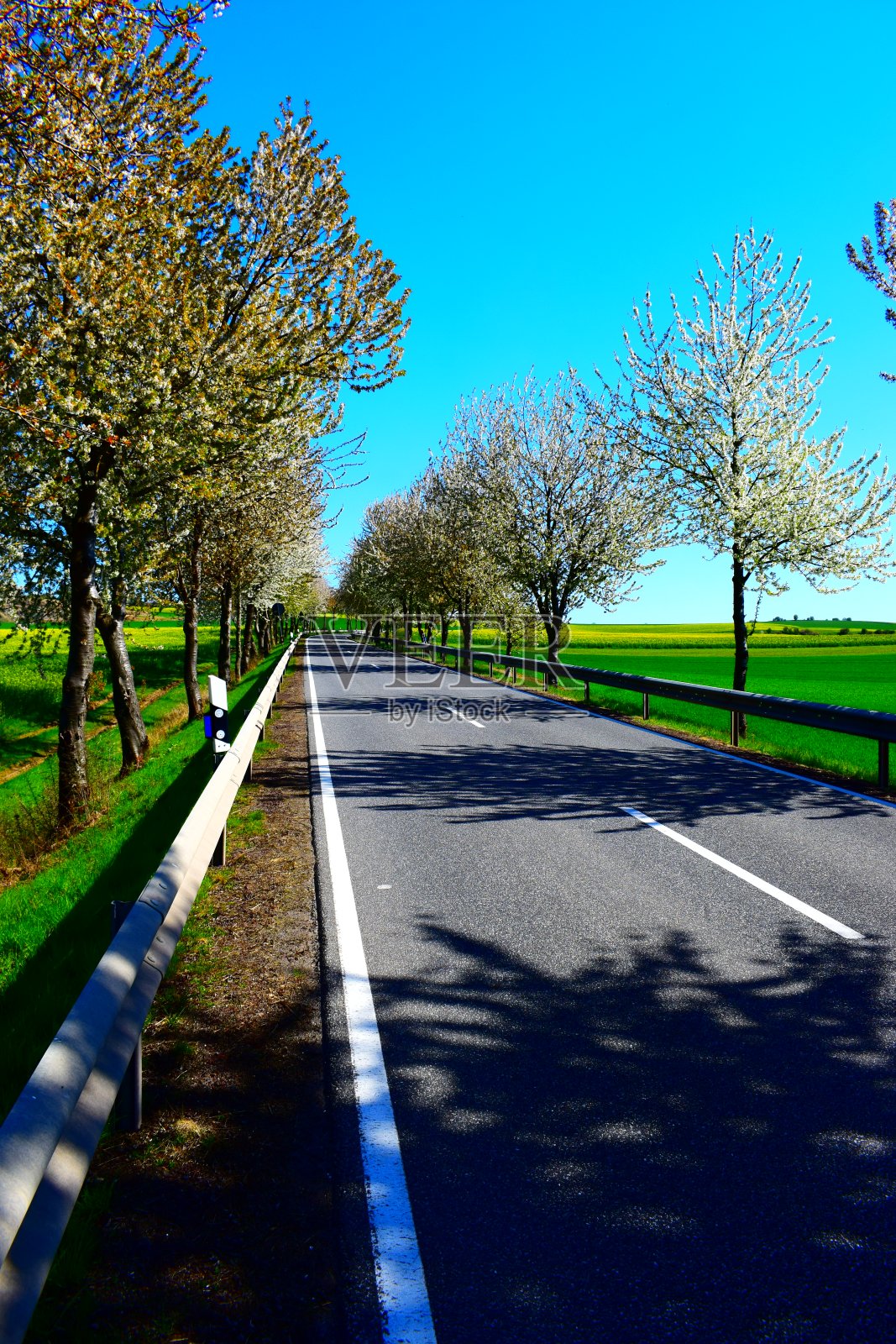 春天的樱花树大道照片摄影图片