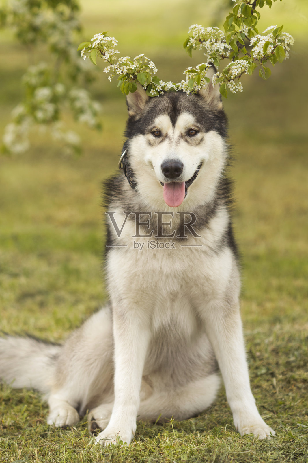 阿拉斯加雪橇犬站在春天的草地上照片摄影图片