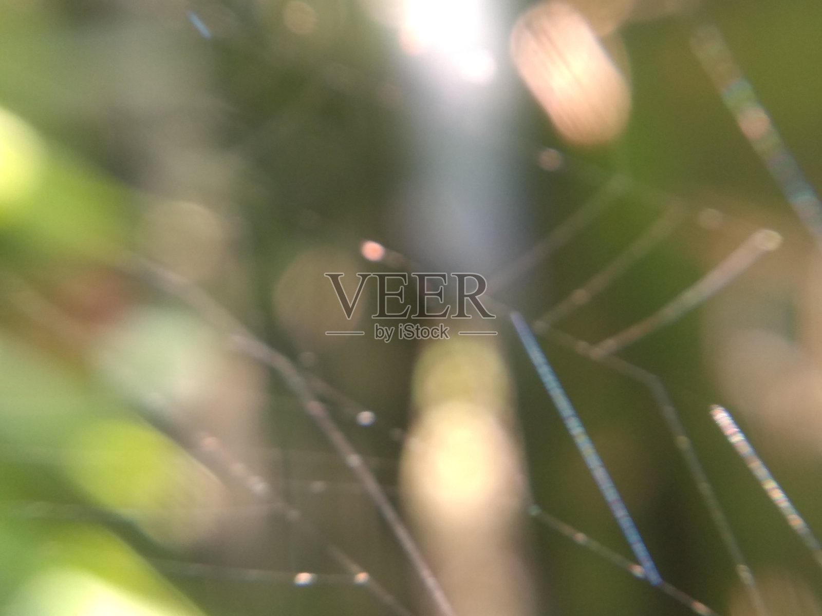 蜘蛛网照片摄影图片