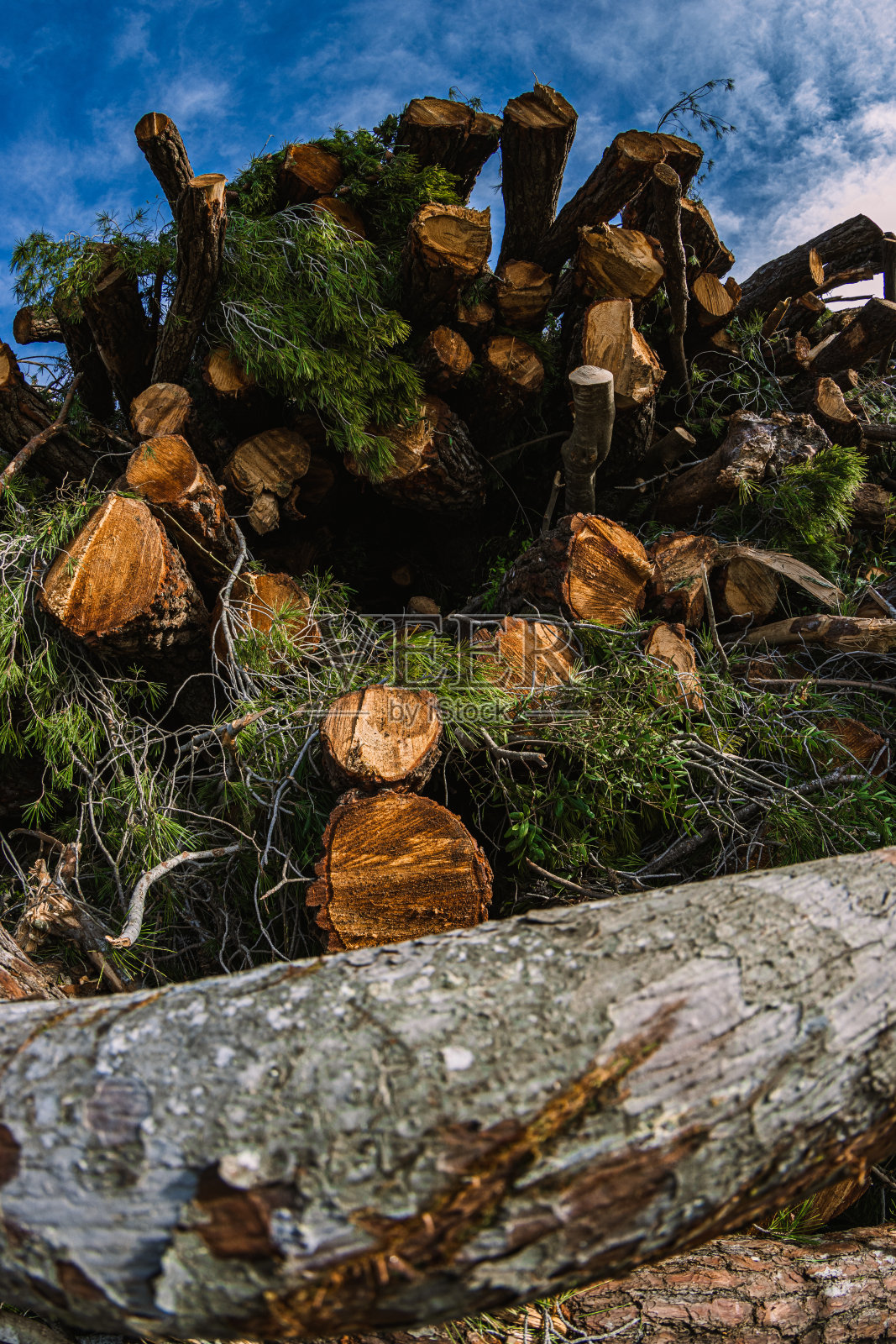 倒下的树木照片摄影图片