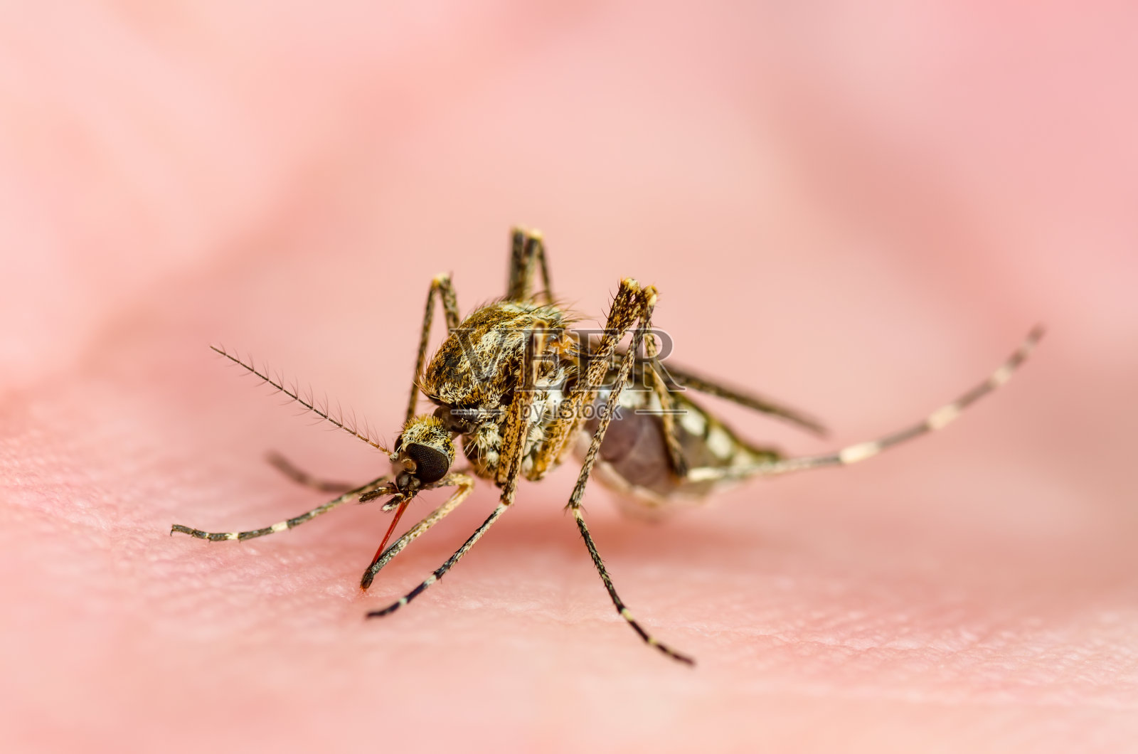 危险疟疾感染库蚊叮咬,利什曼病,脑炎,黄热病,登革热,马雅罗病,寨卡,EEEV或EEE病毒感染性寄生虫昆虫宏观照片摄影图片