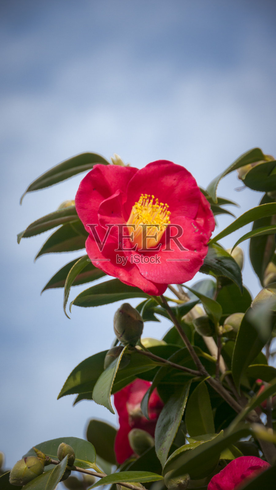 红色的花在花园灌木照片摄影图片