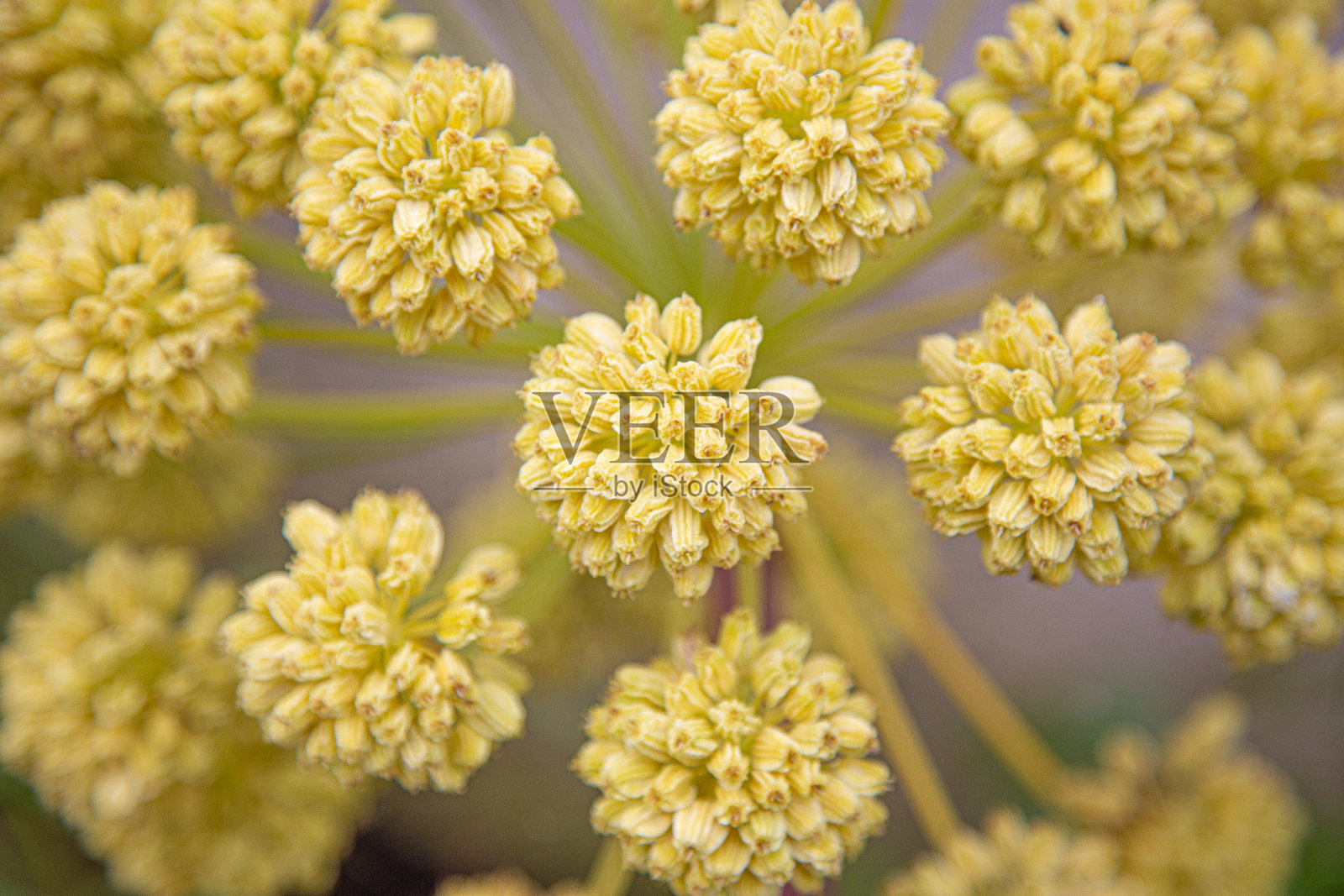 颜色的花照片摄影图片