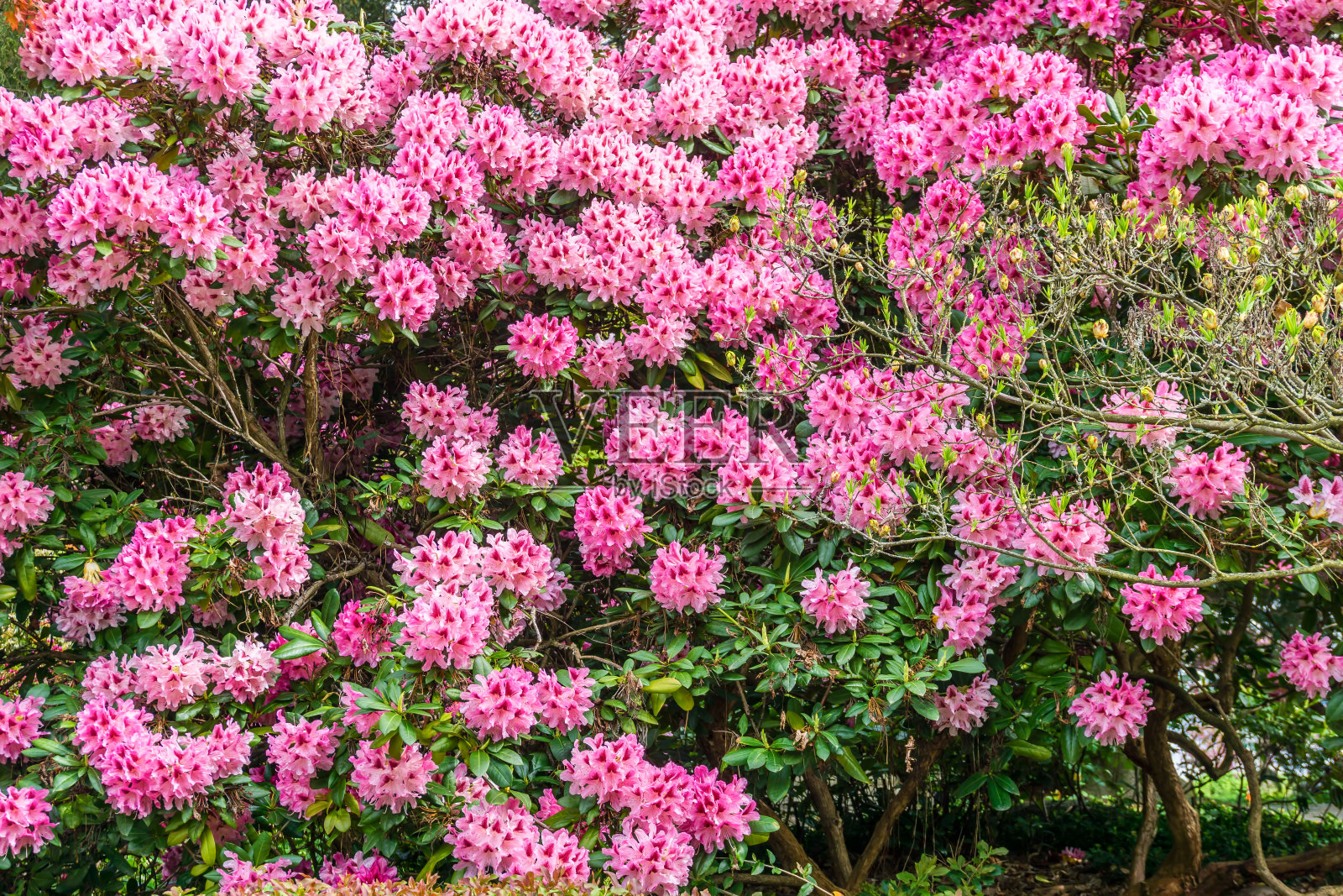 2 .西雅图公园杜鹃花照片摄影图片