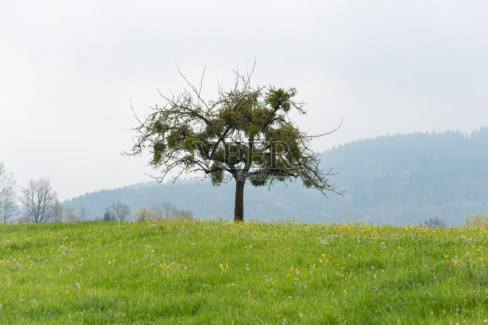 绿油油的春天田野上长满了青草和树木照片摄影图片