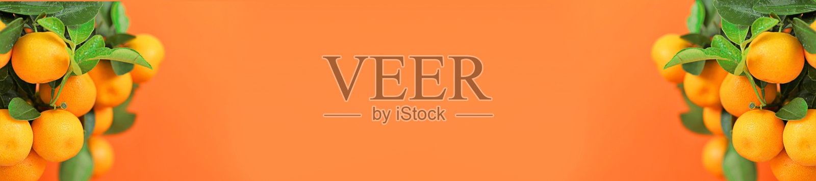 普通话标语。橘红色的果实挂在枝头。柑橘类水果旗帜。橘黄色背景上的柑橘灌木。柑橘类新鲜有机水果。有机纯天然农用水果。普通话水果横幅照片摄影图片